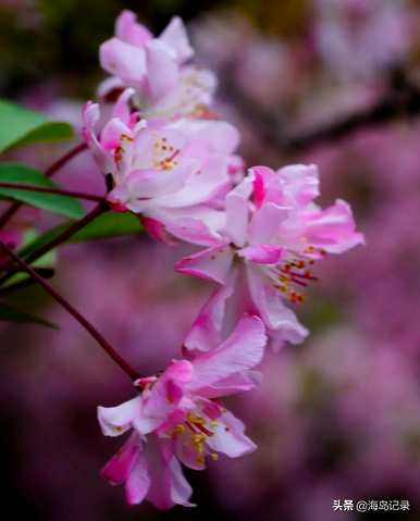 垂丝海棠花语是什么意思？虞山垂丝海棠花语