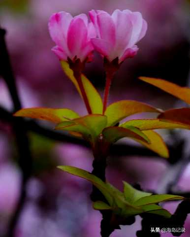 垂丝海棠花语是什么意思？虞山垂丝海棠花语