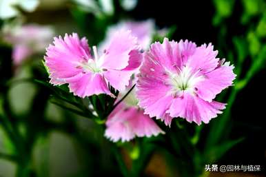 石竹花有什么意义？石竹花代表什么？