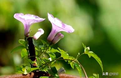 介绍了牵牛花的特点、特点和质量