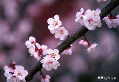 梅花盆景用什么土？梅花盆景容易养活吗？