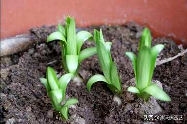 如何种植可食用的百合，如何种植和管理百合