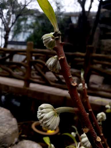 结香花什么时候开花，结香花的寓意是什么？