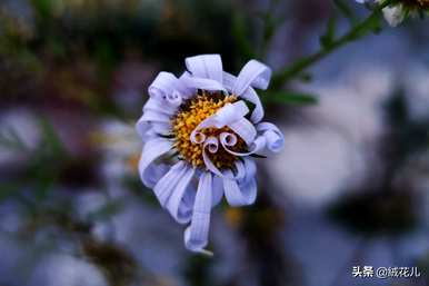 紫婉花的花语是什么，紫婉花和紫婉花的花语是什么