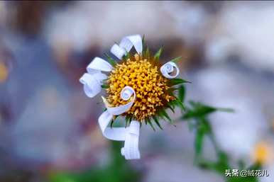 紫婉花的花语是什么，紫婉花和紫婉花的花语是什么