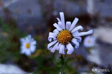 紫婉花的花语是什么，紫婉花和紫婉花的花语是什么