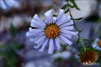 紫婉花的花语是什么，紫婉花和紫婉花的花语是什么