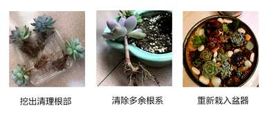 多肉种植方法图解全集，多肉收到货怎么种？