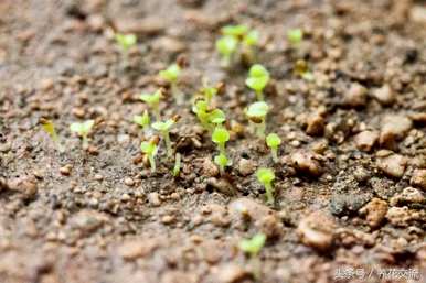 多肉叶的种植方法和维护技术，如何种植多肉叶最快发芽？