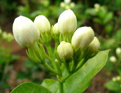 茉莉花栽培方法，茉莉花栽培技巧