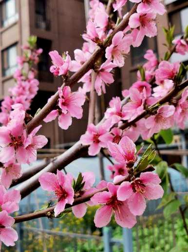 春天种什么花最好看最好？春天最具代表性的花是什么？