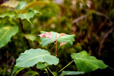 菩提树盆栽容易养吗？菩提树盆栽昆虫