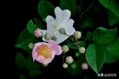 野玫瑰的花语和象征意义，野玫瑰的花语和代表意义