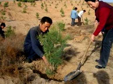 幼苗种植基地，如何种植幼苗