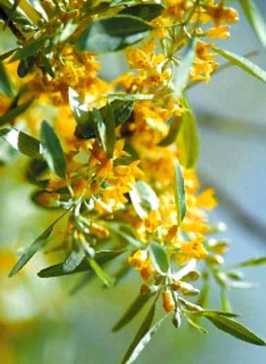 沙枣花几个月开花，沙枣花开花多少天？