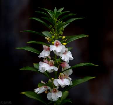 如何种植凤仙花报告