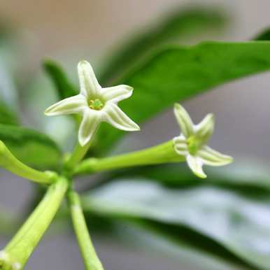 夜来香什么时候开花，夜来香开花的图片大全