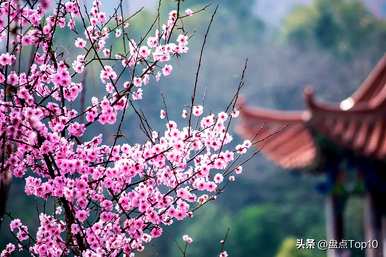 三月开什么花，三月开什么花？