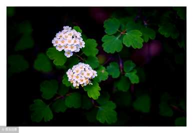 茶花语和传说是什么意思，茶花语是什么意思？