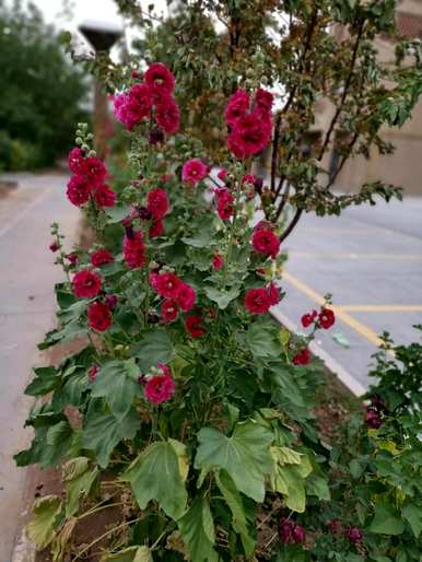 农村路边常见的爬藤草本植物有哪些？