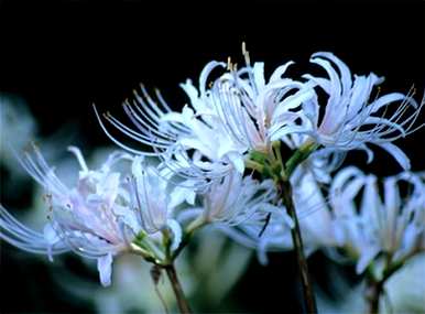 石蒜花的含义是什么，石蒜花的含义是什么？