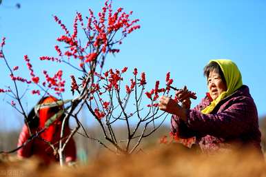 北美冬青种植基地，如何种植北美冬青