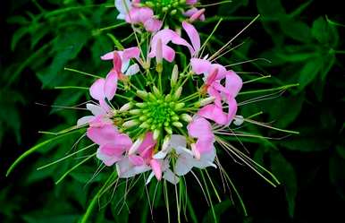 醉蝶花语是什么，翠蝶花语是什么？