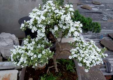 六月雪几月开花，金边六月雪不开花