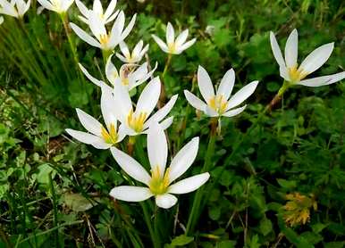 什么时候开水仙花，什么季节开水仙花？