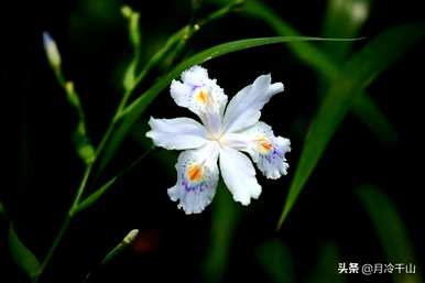 鸢尾花的花语是什么？紫鸢尾花的花语文案