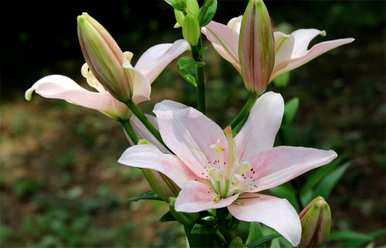 百合花语和寓意送女朋友，百合花语和寓意