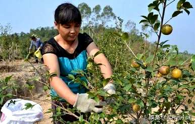 茶油树怎么种一亩地能收多少斤？茶油树怎么种？