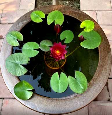 什么是适合锦鲤的水生植物，常见的水生植物？