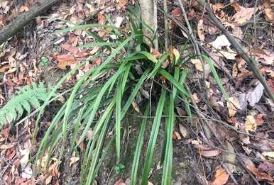 如何配置兰花养殖土，如何养殖野生兰花