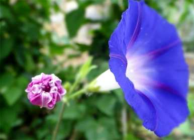 牵牛花的花语是什么？牵牛花和蝴蝶的花语