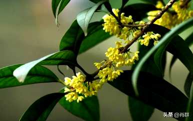 桂花语是什么？桂花茉莉花语是什么？