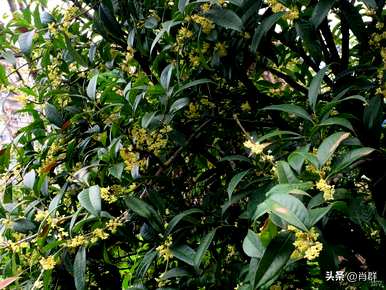 桂花语是什么？桂花茉莉花语是什么？