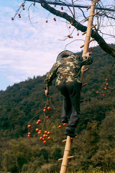 门口种桂花树好吗？门口种桂花树好吗？