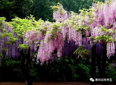 十大虐心花语，十大最虐心花语