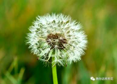 十大虐心花语，十大最虐心花语