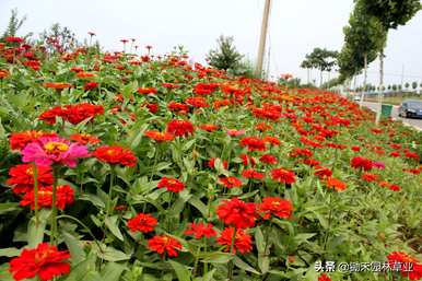 秋天播种百日草什么时候开花，小百日草什么时候播种