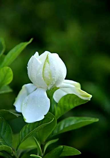 茉莉栀子花是什么意思？茉莉花和栀子花的花语