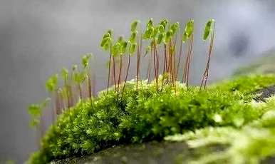 什么是苔藓植物？