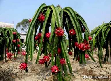 盆栽火龙果的种植方法，盆栽火龙果的种植方法