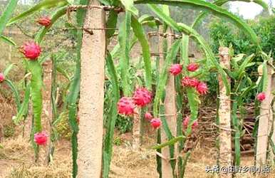 盆栽火龙果的种植方法，盆栽火龙果的种植方法