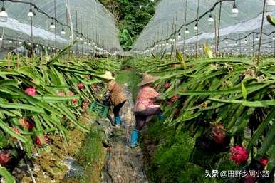 盆栽火龙果的种植方法，盆栽火龙果的种植方法