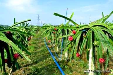 盆栽火龙果的种植方法，盆栽火龙果的种植方法