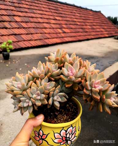 多肉植物仙女杯品种，多肉植物仙女杯花剑要剪掉吗？