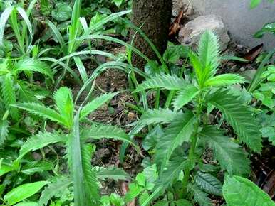 银条菜的植物类型是什么？银条菜植物图片