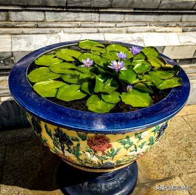 睡莲是什么植物图片，睡莲是什么植物？